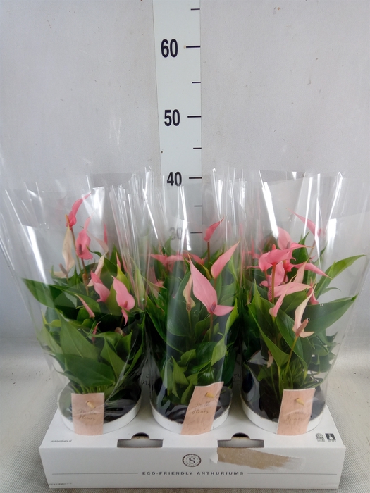 <h4>Anthurium andr. 'Lilli'</h4>