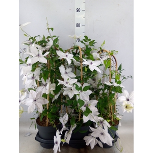 Clematis  'Garland'   ...