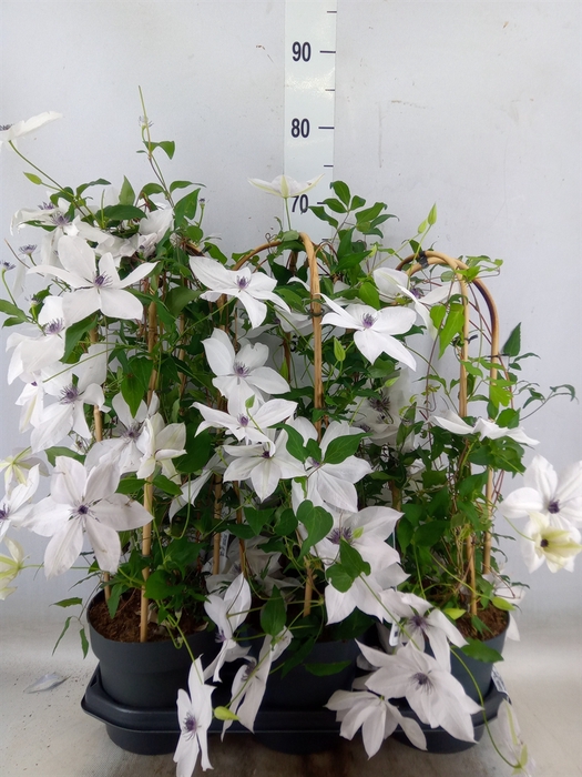 <h4>Clematis  'Garland'   ...</h4>