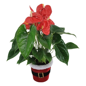 Anthurium XL.88 Aloha Red 12cm in kerstpotje (Santi)