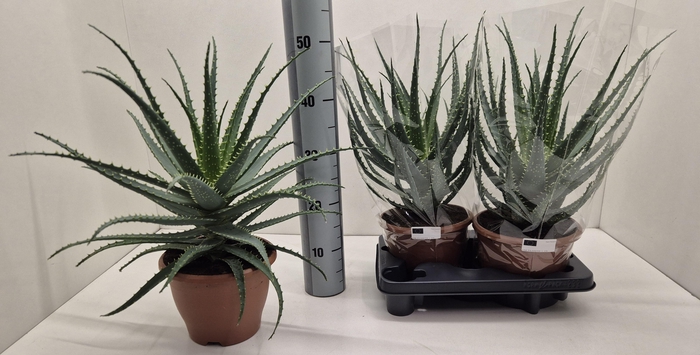 <h4>ALOE ARBORESCENS</h4>