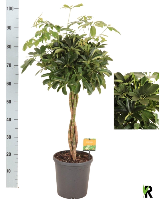 <h4>SCHEF AR COMPACTA</h4>