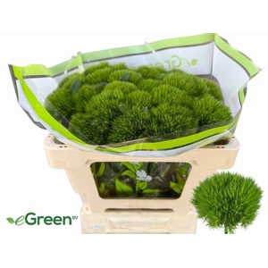 DI BARB GREEN WICKY