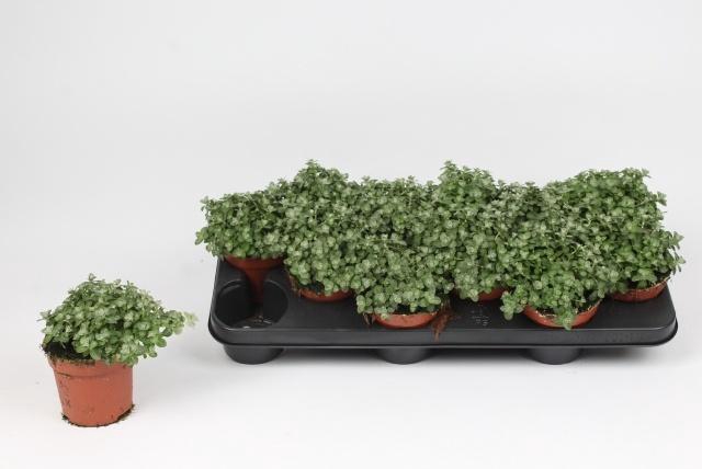 <h4>HELICH SILVER MIST</h4>