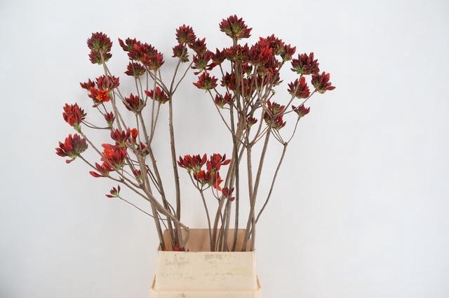 <h4>RHODO. NEW RED 120CM</h4>
