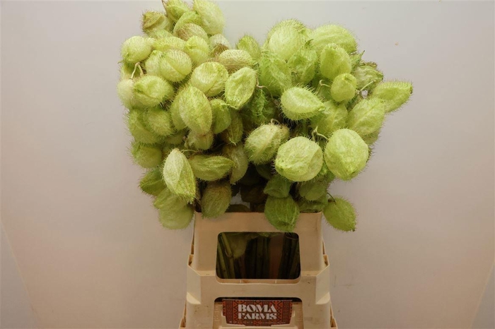 <h4>GOM FR MOBY DICK</h4>