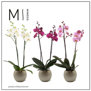 Phalaenopsis Stylish Mix 2 spike - 12cm in Bolivia Bubble Gold | Mimesis