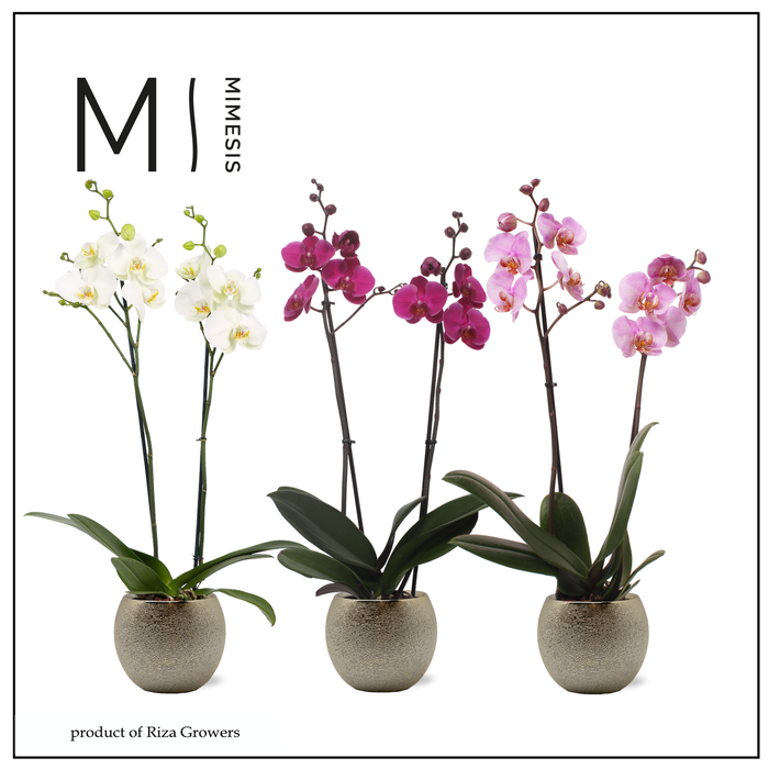 <h4>Phalaenopsis Stylish Mix 2 spike - 12cm in Bolivia Bubble Gold | Mimesis</h4>