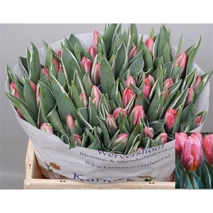 Tu En Shinin Princes