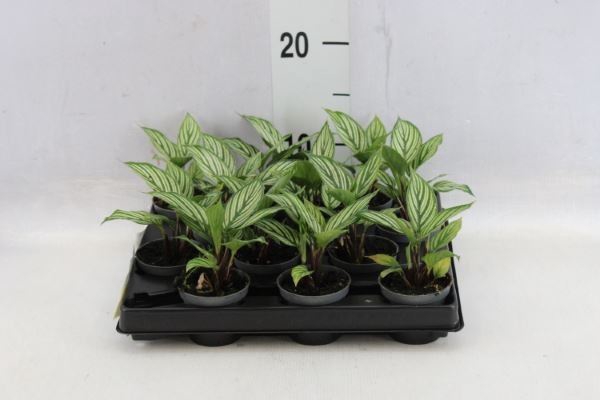 <h4>Calathea   ...</h4>