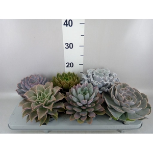 Echeveria   ...mix