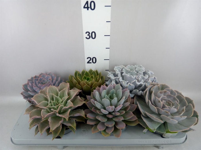 <h4>Echeveria   ...mix</h4>