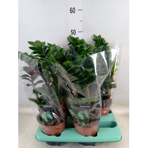 Zamioculcas zamiifolia 'Zenzi'