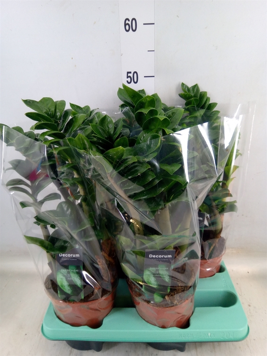 <h4>Zamioculcas zamiifolia 'Zenzi'</h4>