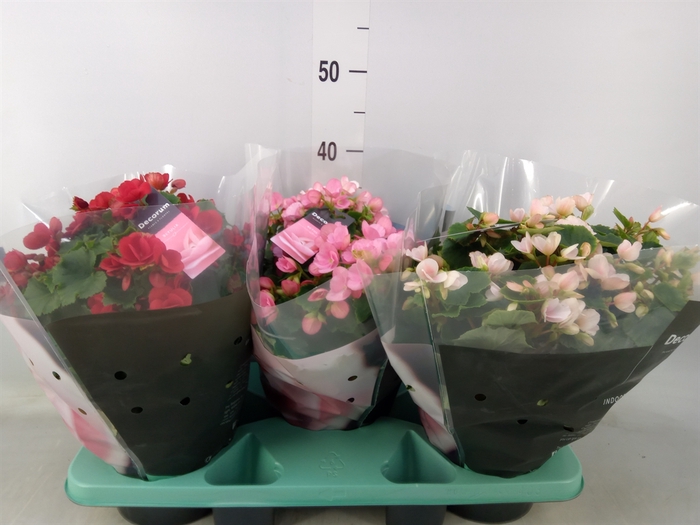 <h4>Begonia elat. EN 'Betulia' ..mix</h4>