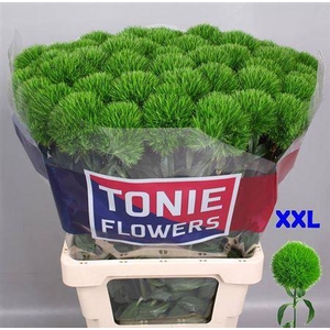 Di Barb Kiwi Mellow 70cm