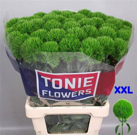 <h4>Di Barb Kiwi Mellow 70cm</h4>