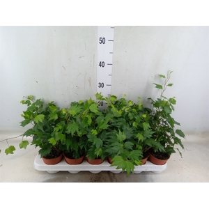 Hedera helix 'Green Ripple'