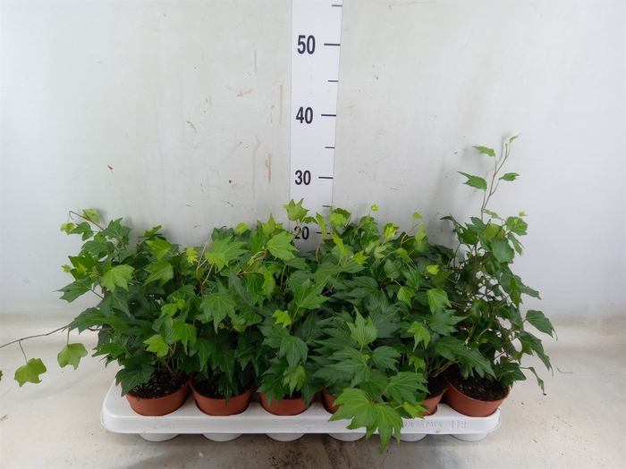 <h4>Hedera helix 'Green Ripple'</h4>
