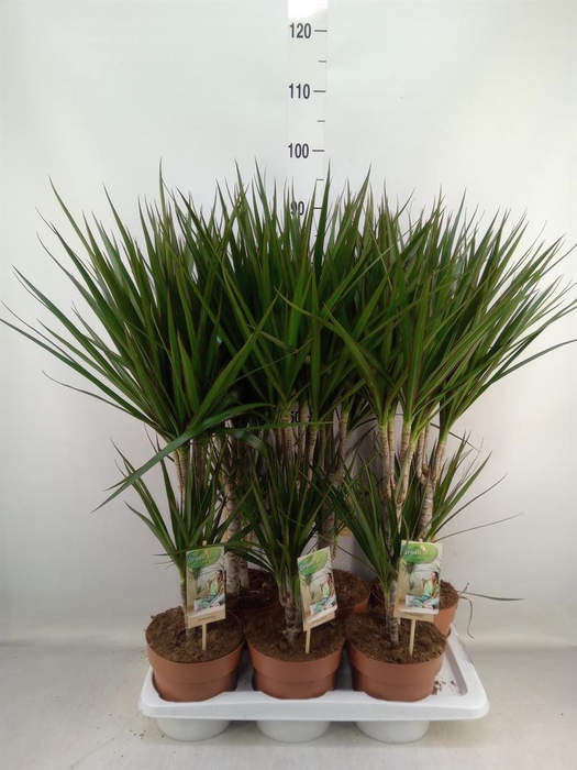 <h4>Dracaena marg.</h4>