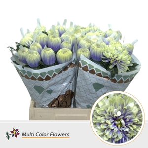 Chrysanthemum PL 'Antonov'  .col H%