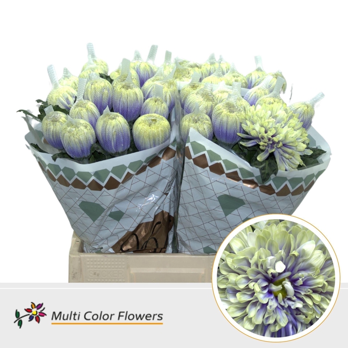 <h4>Chr. G 'Antonov' DYED Blue Foot</h4>