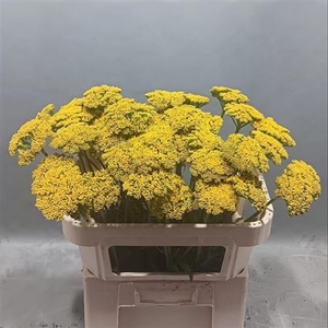 Achillea Park Variety