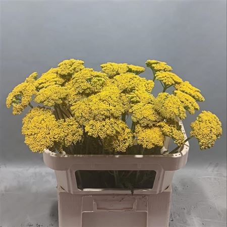 <h4>Achillea Park Variety</h4>