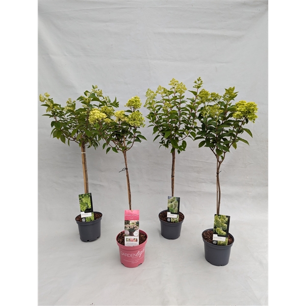 <h4>Hydrangea Paniculata Stam 'IMPORT Mix' 19 cm</h4>