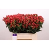 Hypericum Tomato Flair