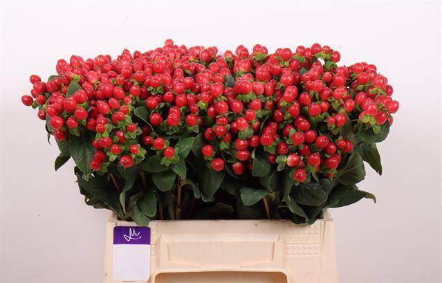 Hypericum Tomato Flair
