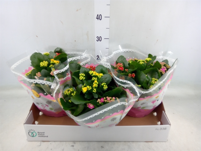 <h4>Kalanchoe blos.   ..rosebud mix/pot</h4>