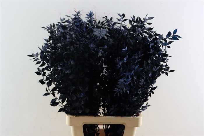 <h4>Pres Ruscus Nat Darkblue P Stem</h4>