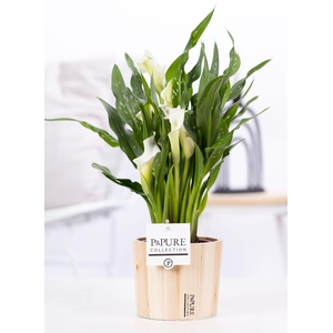 Zantedeschia white in P&PURE Wood 5