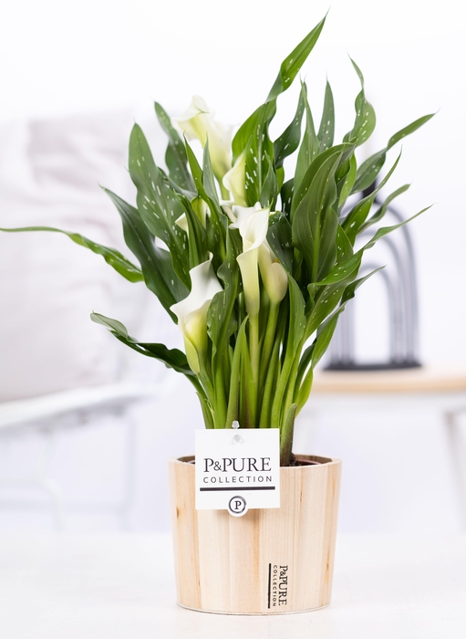 <h4>Zantedeschia white in P&PURE Wood 5</h4>