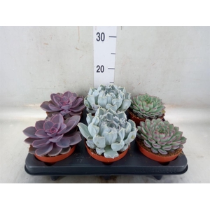 Echeveria   ...mix