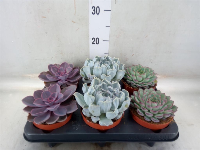 <h4>Echeveria   ...mix</h4>