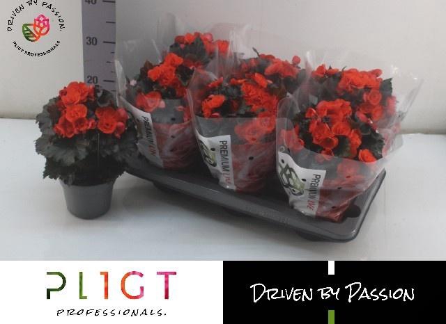 <h4>BEG DU MOCCA ORANGE</h4>