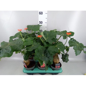 Jatropha podagrica