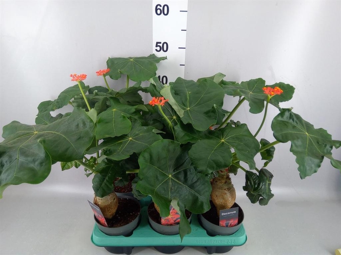 <h4>Jatropha podagrica</h4>