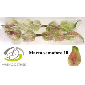 Anth A Marea Semaforo 15 cm X10 Bouman