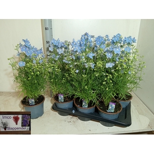 DELP GRANDIFLORUM