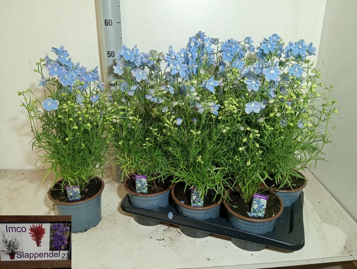 <h4>DELP GRANDIFLORUM</h4>