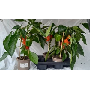 PAPRIKA PLANTEN