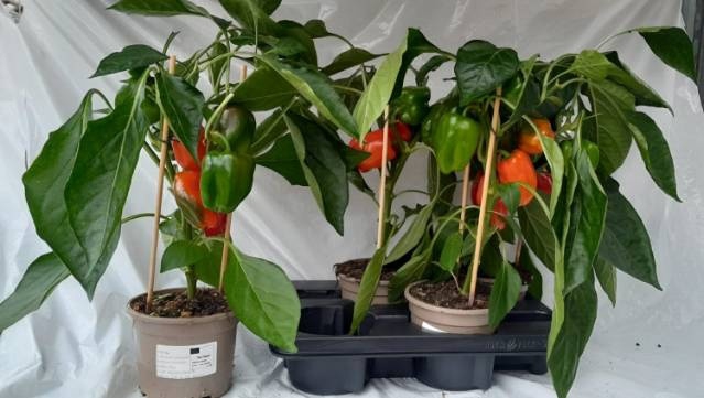<h4>PAPRIKA PLANTEN</h4>