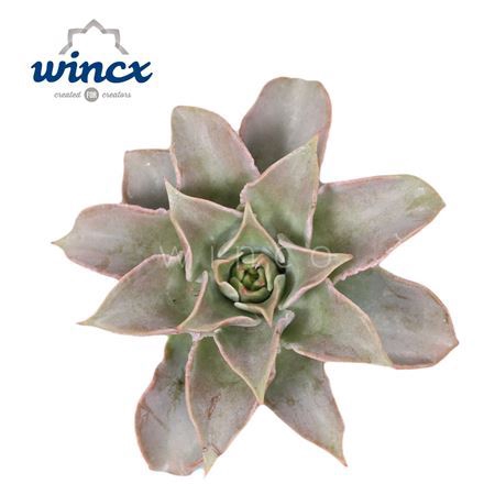 <h4>Echeveria Madiba Cutflower Wincx-12cm</h4>