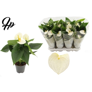 Anthurium 9 cm Cocos in Couture sleeve