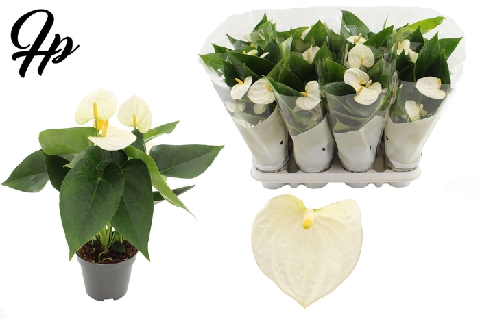 <h4>Anthurium 9 cm Cocos in Couture sleeve</h4>