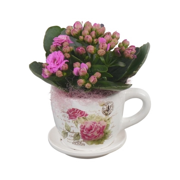 <h4>PTIB6338 Arrangement Indoor in keramiek pot</h4>