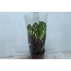 CALATHEA FLAMESTAR P17